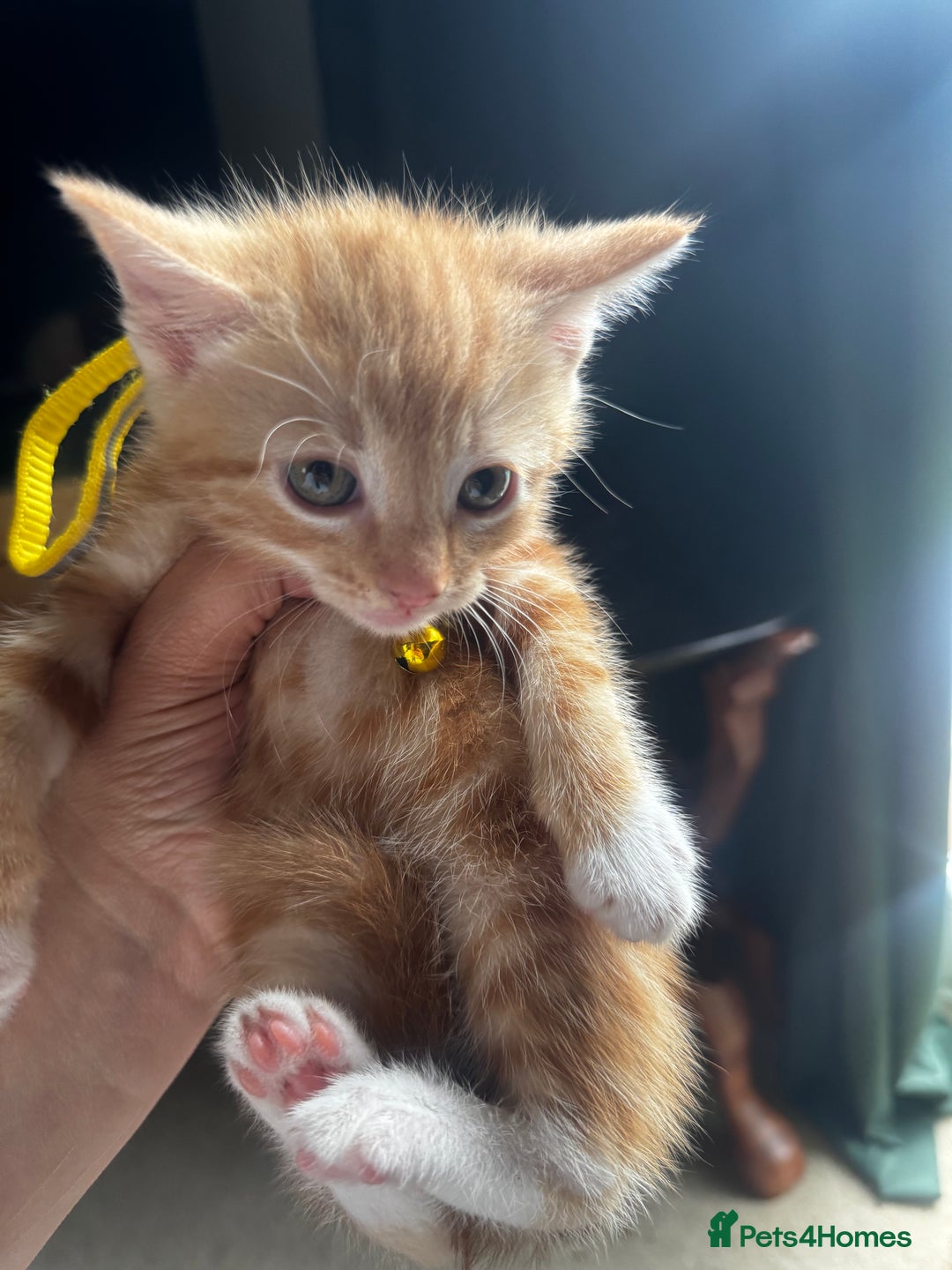 British Shorthair cats for sale: Beautiful little boys *3 left * - Image 3