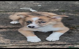 Border Collie dogs for sale: The Best Available  - Image 4