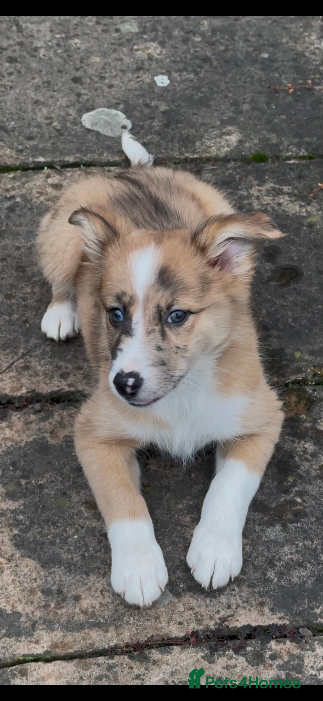 Border Collie dogs for sale: The Best Available  - Image 4