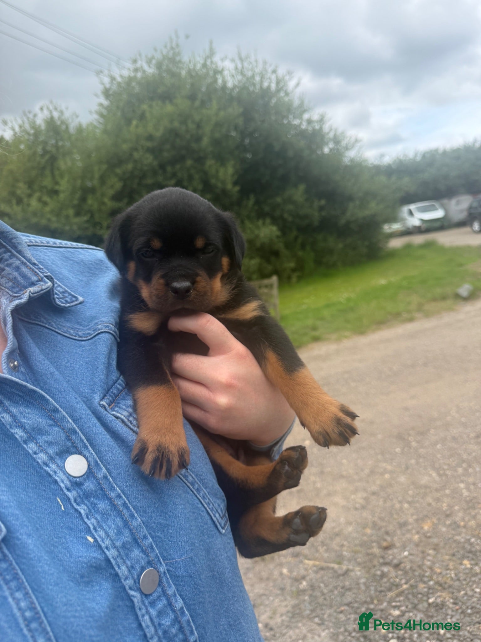 Rottweiler dogs Stunning KC Registered Rottweilers - Advert 2