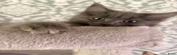 Ragcoon cats for sale: Last of litter affectionate playful Ragcoon baby  - Advert 3
