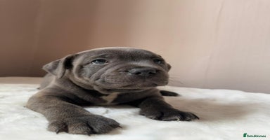 Staffordshire Bull Terrier dogs - Advert 13