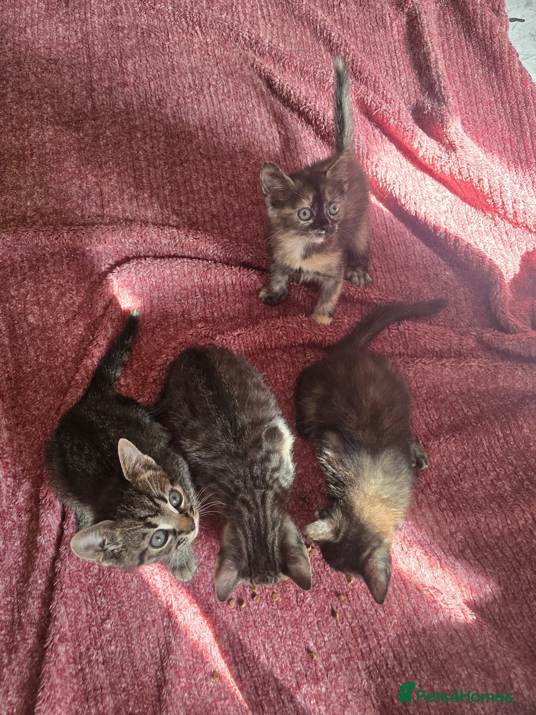 Mixed Breed cats for sale: Beautiful kittens  - Image 14