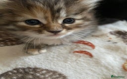 Maine Coon cats for sale: Half Main Coon and Ragdoll - Image 8