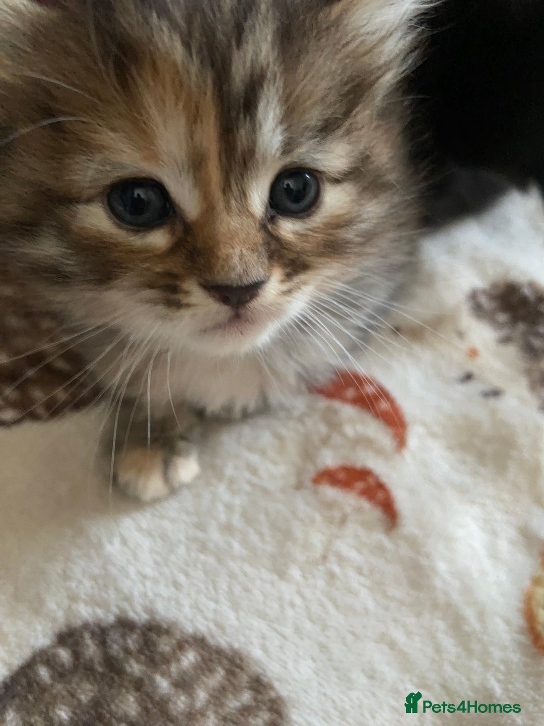 Maine Coon cats for sale: Half Main Coon and Ragdoll - Image 8