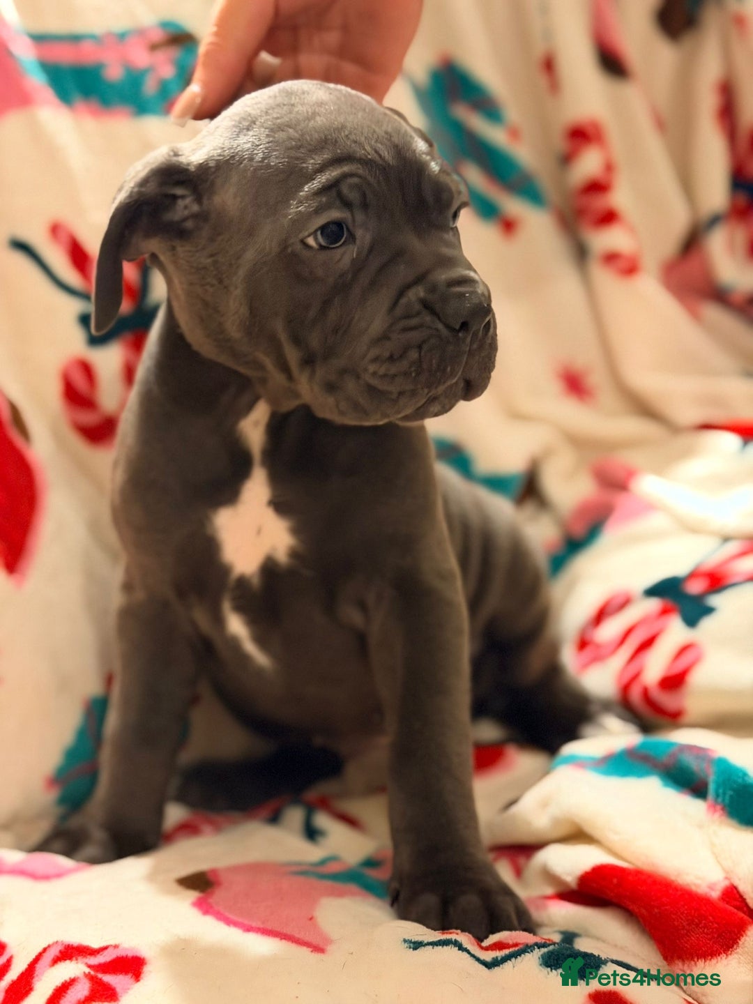 Cane Corso dogs for sale: 🐾 Stunning Cane Corso Puppies Available NOW ! 🐾 - Advert 5