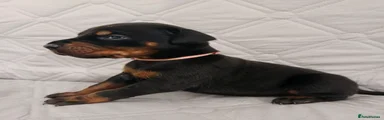 Pink collar female