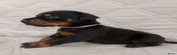 Dobermann dogs for sale: European doberman puppies for sale. in Swindon - Advert 9