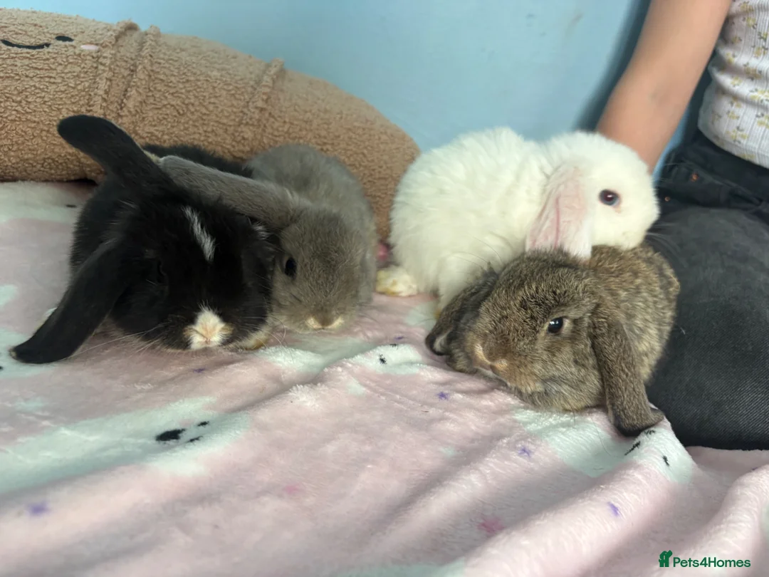 Mini Lop rabbits for sale: Beautiful mini lop babies  - Advert 1