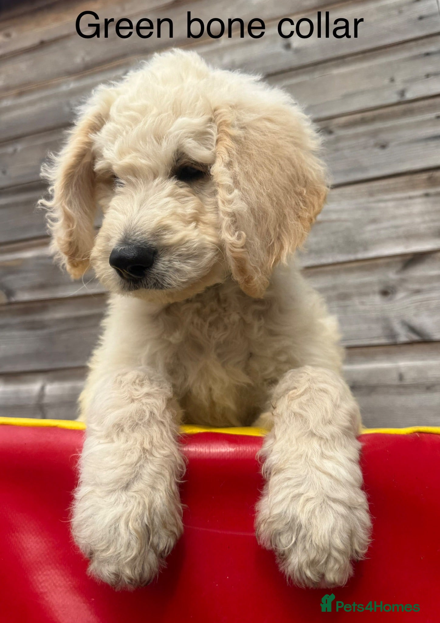 Goldendoodle dogs 🐾 Goldendoodle Puppies ready for forever homes 🐾 - Advert 2