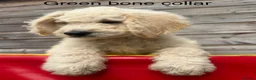 Goldendoodle dogs for sale: 🐾 Goldendoodle Puppies ready for forever homes 🐾 - Advert 16
