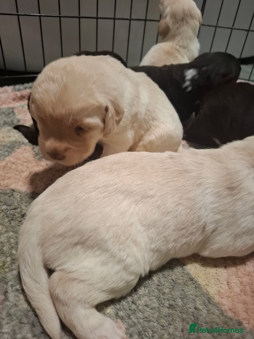 Labradoodle dogs for sale: Beautful labradoodle puppies available for sale  - Advert 13