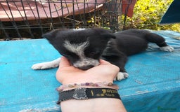 Border Collie dogs for sale: Border collie pups  - Image 3