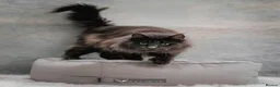Maine Coon cats for sale: Health tested XXL European female kitten - Advert 3