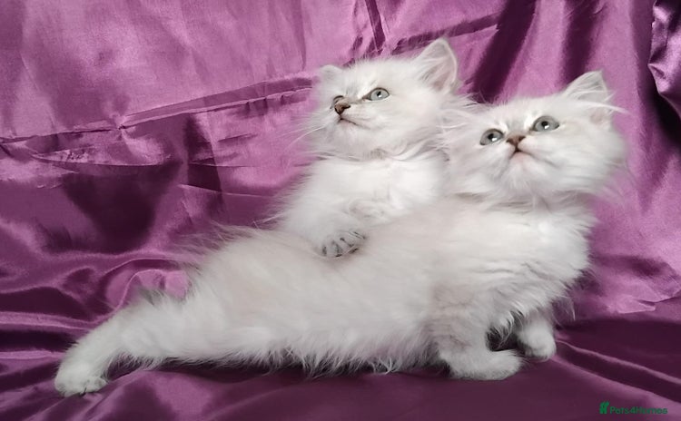 Siberian cats - Advert 3