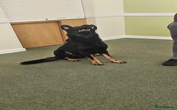 German Shepherd dogs for stud: King Shere khan von shepear at stud in Bedford - Image 5