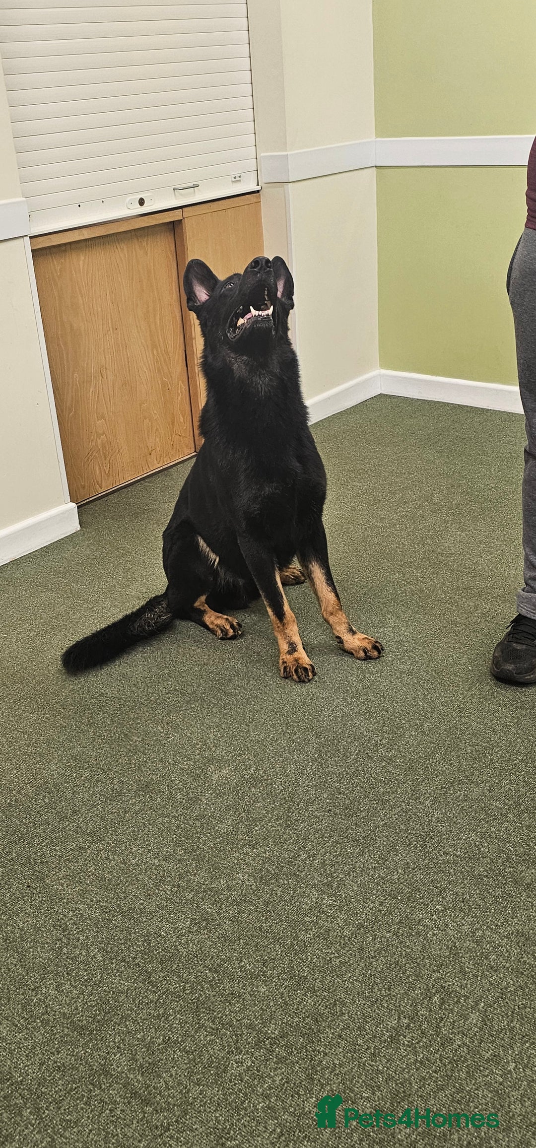 German Shepherd dogs for stud: King Shere khan von shepear at stud in Bedford - Image 5