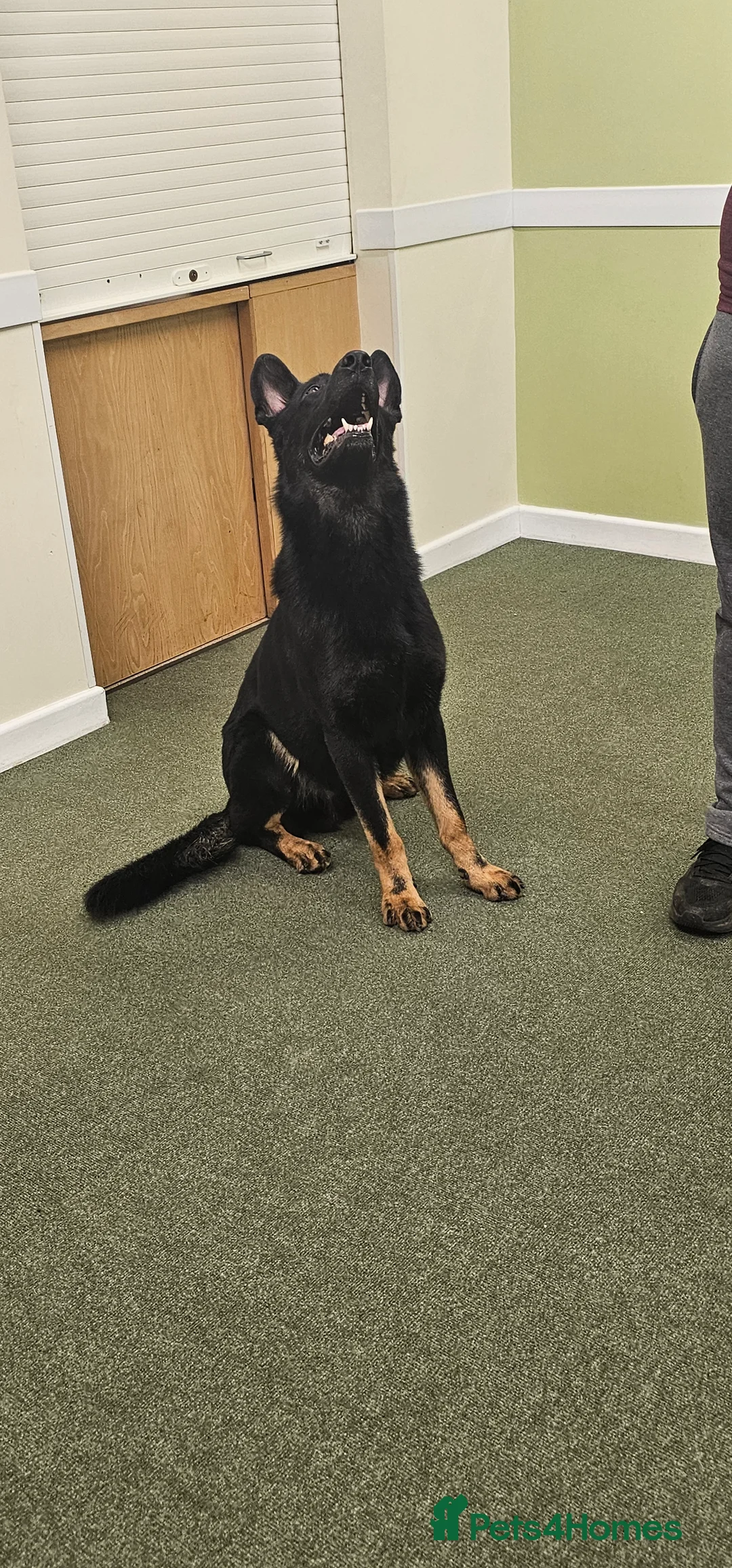 German Shepherd dogs for stud: King Shere khan von shepear at stud in Bedford - Advert 7