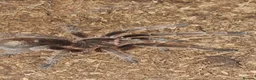 Tarantulas invertebrates for sale: Collection of tarantulas & equipment for new home  - Advert 4