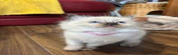 Ragdoll cats for sale: Pure Ragdoll kittens - Advert 7
