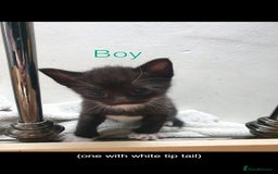 British Shorthair cats for sale: 5 British short hair cross silver bengle kittens - Image 2