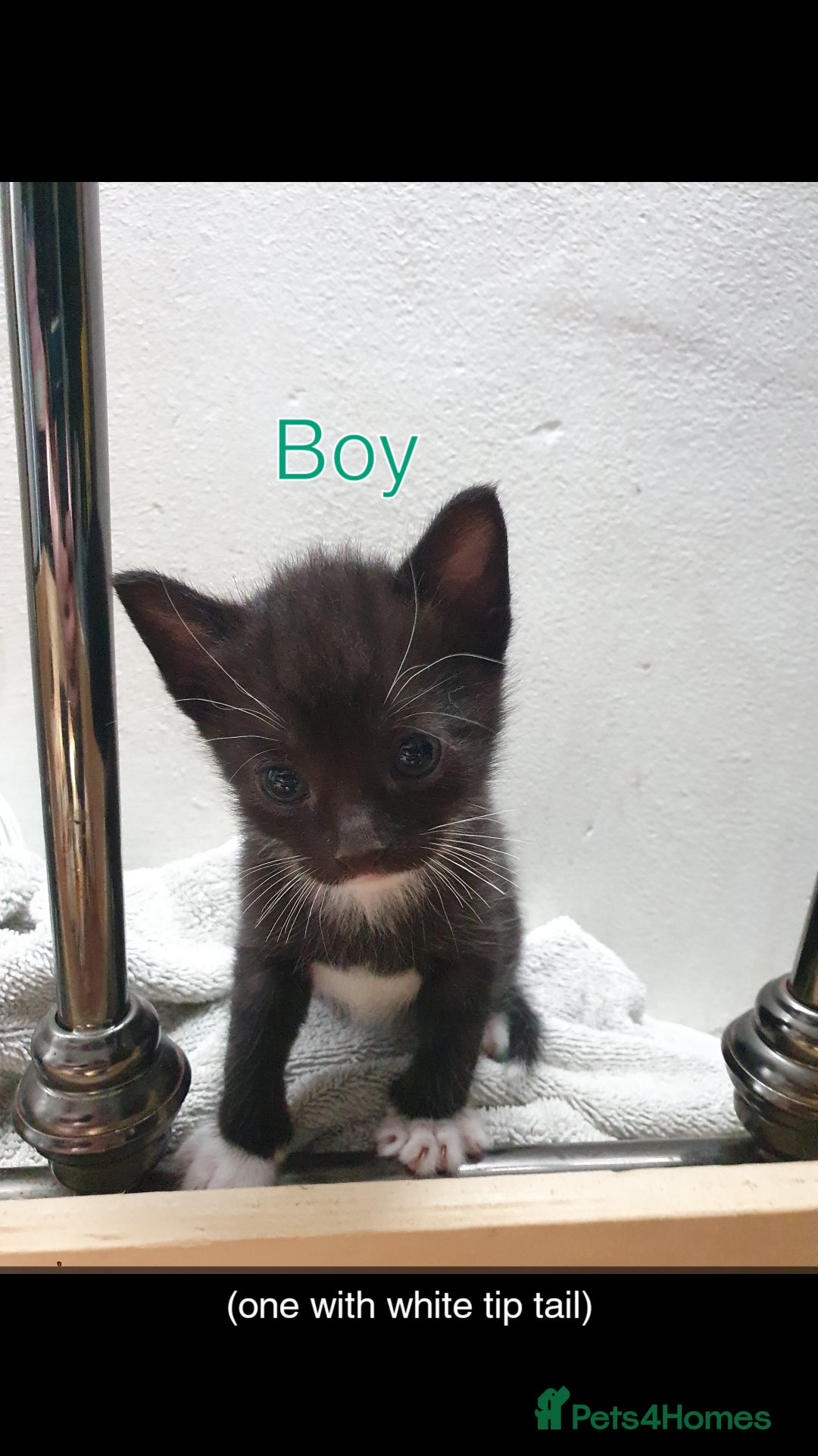 British Shorthair cats for sale: 5 British short hair cross silver bengle kittens - Image 2