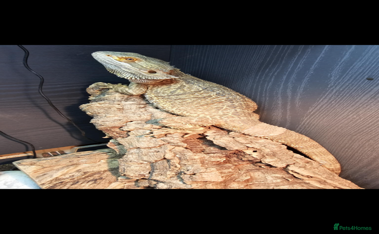 Lizard reptiles Female bearded dragon and full setup - Advert 1