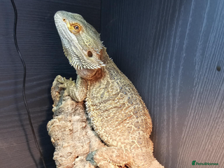 Lizard reptiles Female bearded dragon and full setup - Advert 2
