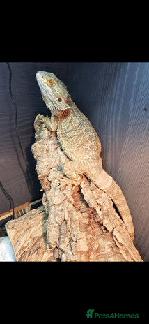 Lizard reptiles Female bearded dragon and full setup - Advert 1