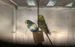Cockatiels birds for sale: 2025  Cockatiels and Budgies - Image 22