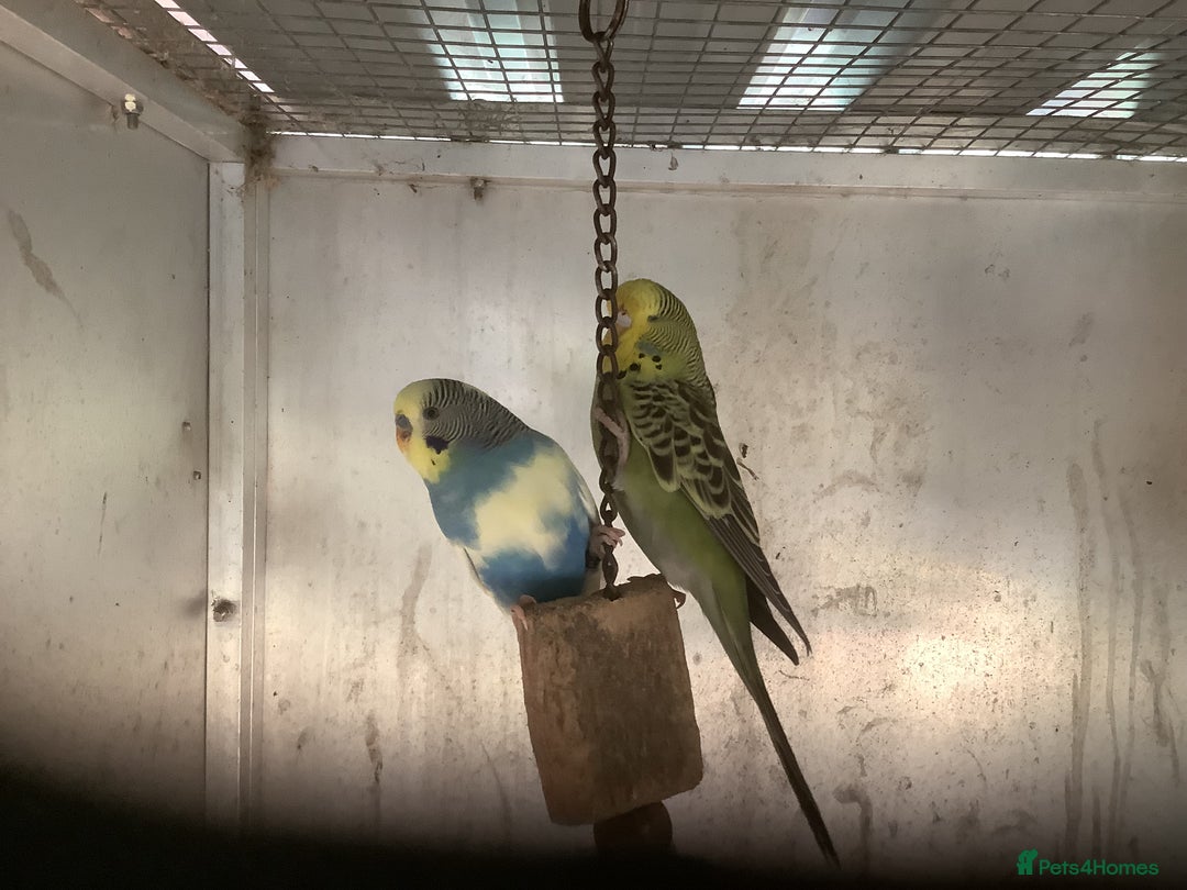 Cockatiels birds for sale: 2025  Cockatiels and Budgies - Image 22