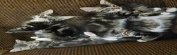 Mixed Breed cats for sale: Amazing kittens - Advert 7