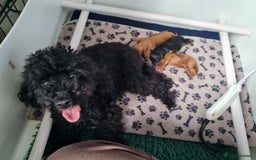 Toy Poodle dogs for sale: 3 Beautiful Boys  - Image 8