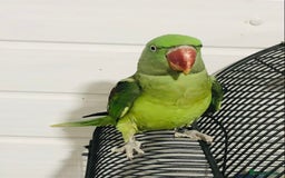 Parrots birds for sale: Alexandrine parrots for sale. - Image 7
