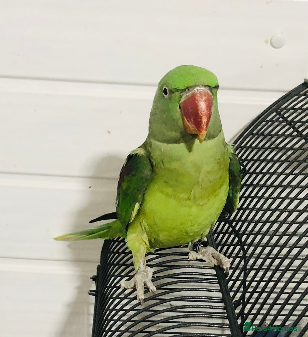 Parrots birds for sale: Alexandrine parrots for sale. - Image 7