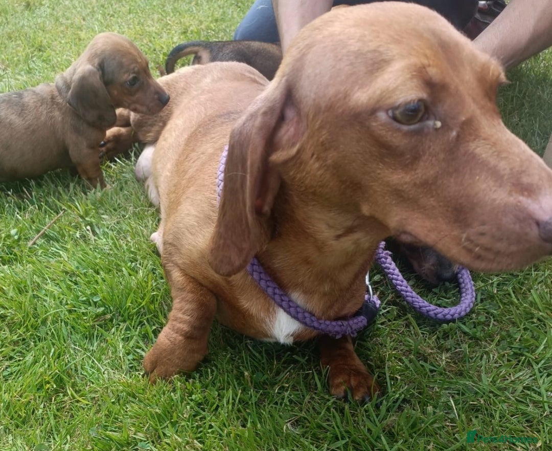 Dachshund dogs for sale: 9 beautiful dachshunds ready too leave in 2 weeks  - Image 11