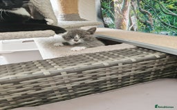 Mixed Breed cats for sale: 6 lovely brothers looking for new home - Image 11