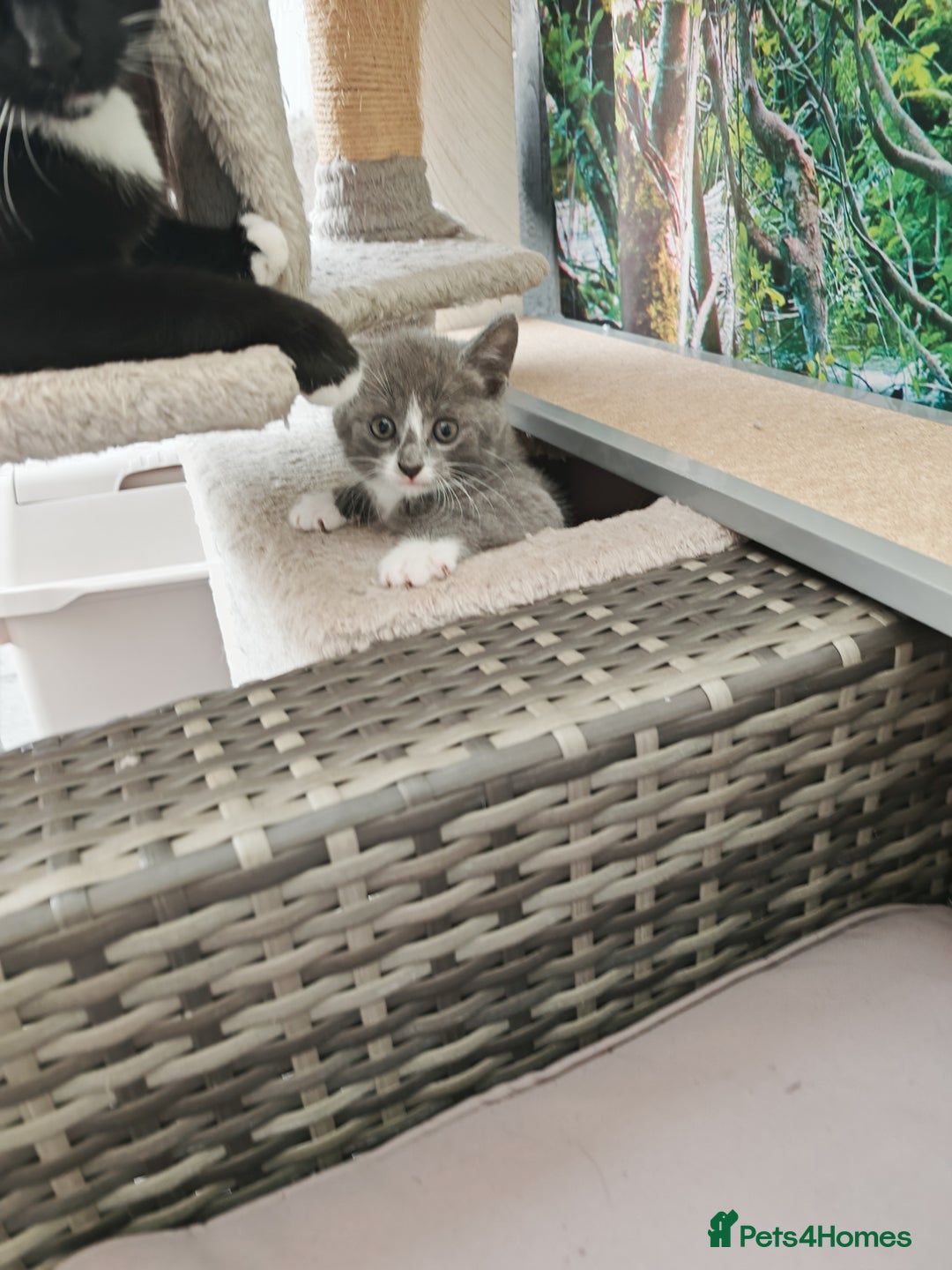 Mixed Breed cats for sale: 6 lovely brothers looking for new home - Image 11