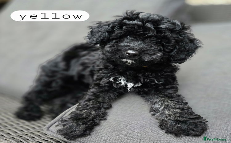 Toy Poodle dogs - Advert 7