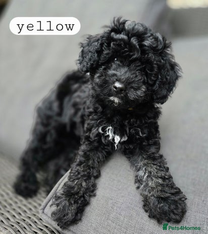 Toy Poodle dogs - Advert 7