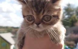 Persian cats for sale: Persian kittens KC Registered with pedigree - Image 36
