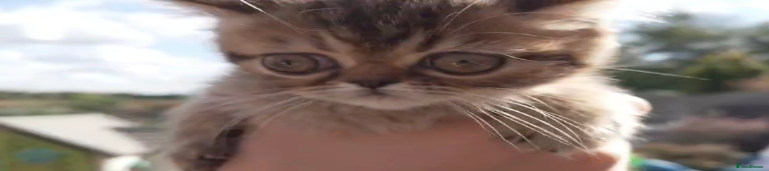 Persian Kitten 5