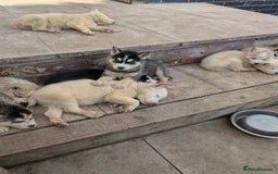 Siberian Husky dogs for sale: 5 Syberrian Husky puppies - Image 29