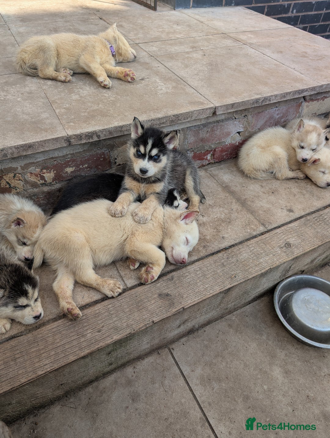 Siberian Husky dogs for sale: 5 Syberrian Husky puppies - Image 29