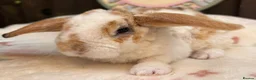 Mini Lop rabbits for sale: Mini Plush Lops  - Advert 5