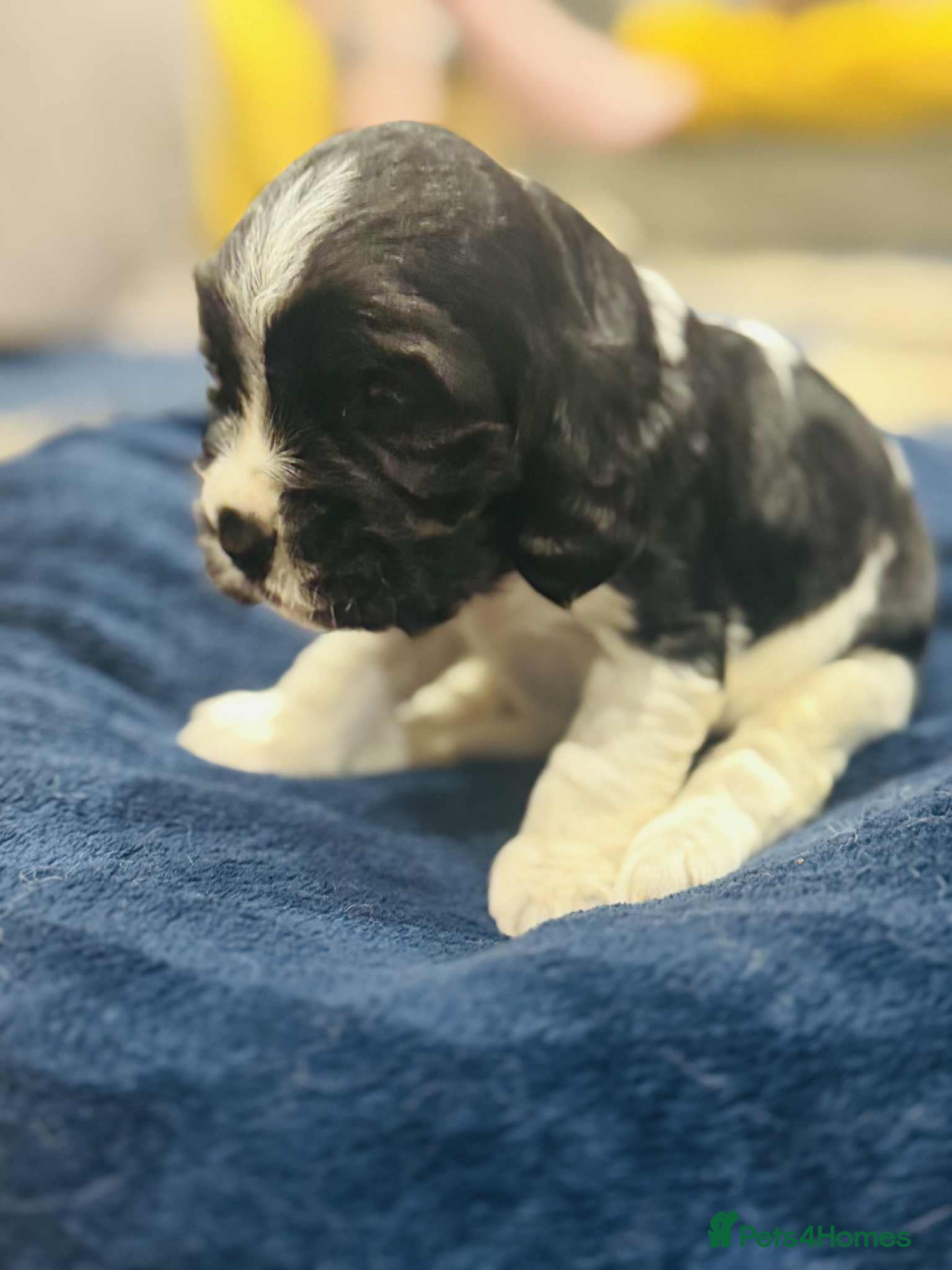 Cocker Spaniel dogs Show cocker spaniel puppies  - Advert 3