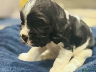 Cocker Spaniel dogs Show cocker spaniel puppies - Advert 16