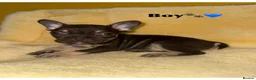 French Bulldog dogs for sale: Miss Elena  in London - Advert 6