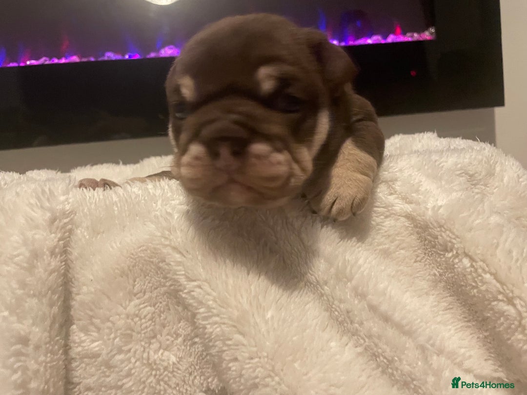English Bulldog dogs for sale: TOP CLASS  English Bull Dog puppies  - Advert 29