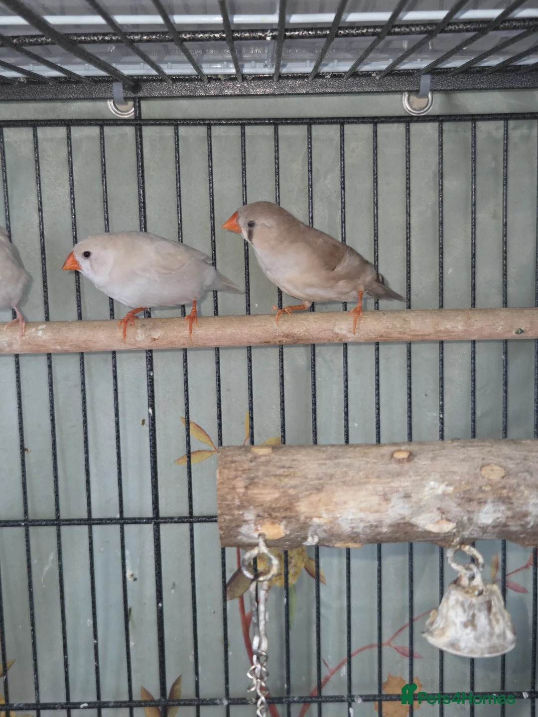 Finches birds for sale: Mixed aviary and indoor breed Zebra finches - Advert 8